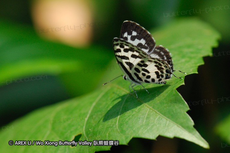 071020_hainan_53.jpg