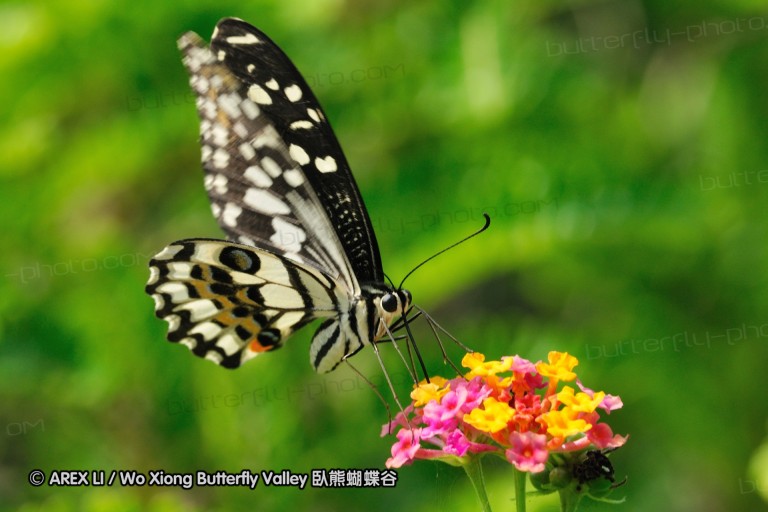080503_sh_18.jpg