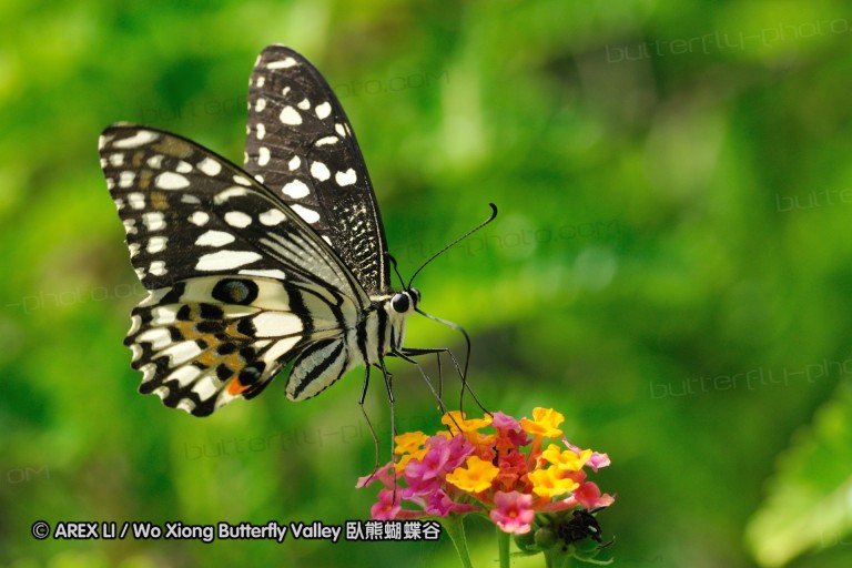 080503_sh_19.jpg