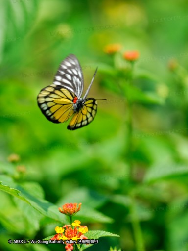 090502_sh_08.jpg