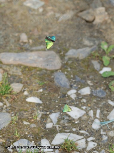 090629_tw_bilu_03.jpg