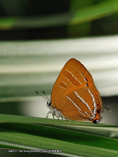 090629_tw_bilu_16.jpg