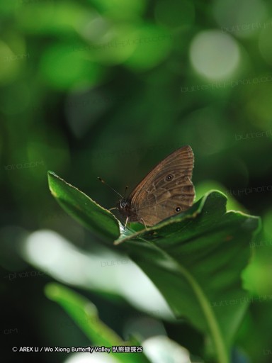090630_bilu_11.jpg