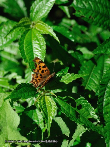 090630_bilu_12.jpg