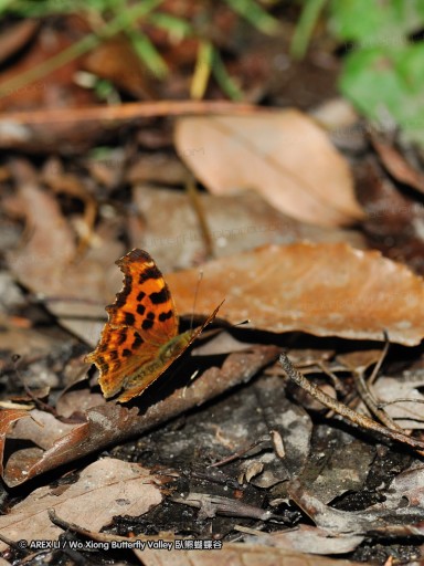 090630_bilu_15.jpg