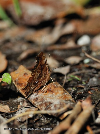 090630_bilu_16.jpg