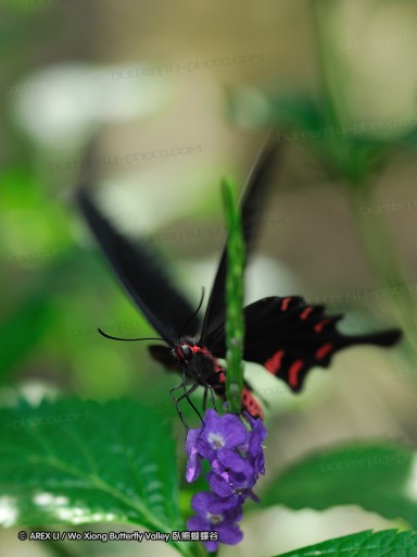 090630_tw_nbb_05.jpg