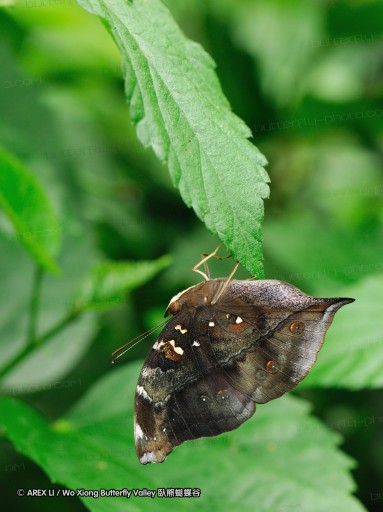090825_ynyxg_22.jpg