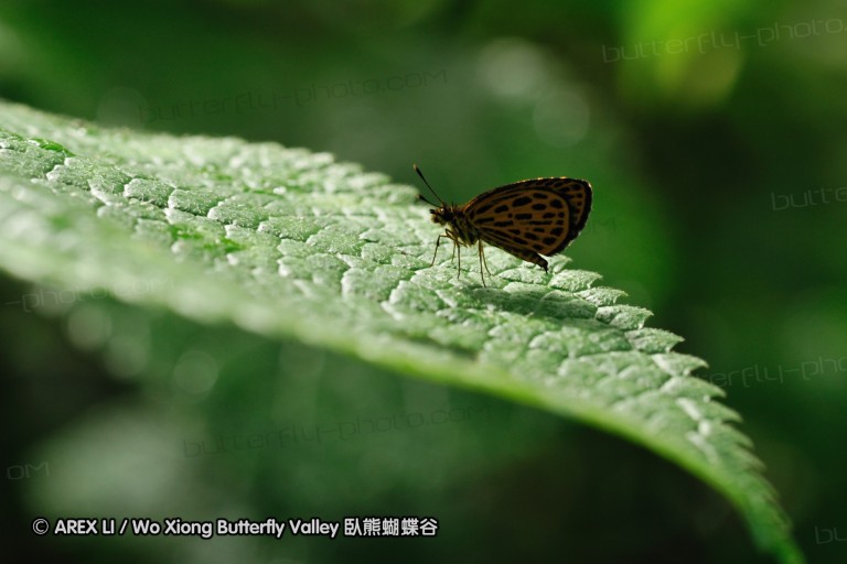 090825_ynyxg_35.jpg