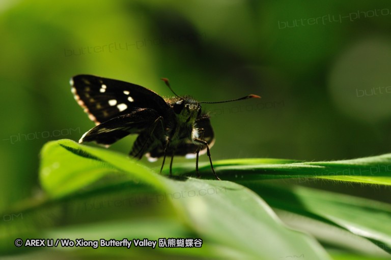 090825_ynyxg_46.jpg