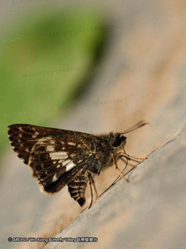 090825_ynyxg_63.jpg