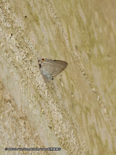 090825_ynyxg_75.jpg
