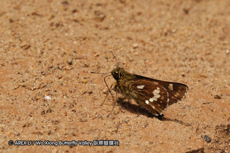 090825_ynyxg_81.jpg