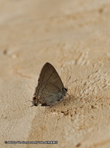 090825_ynyxg_96.jpg
