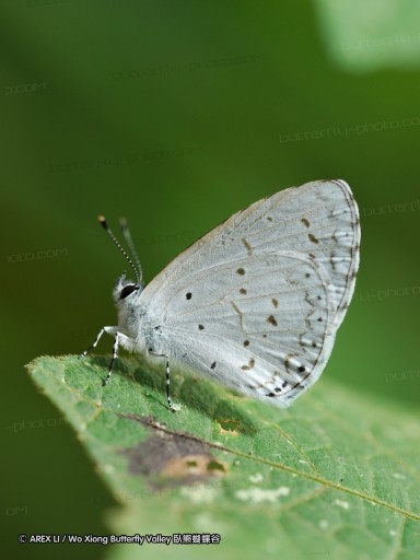 090825_ynyxg_a9.jpg