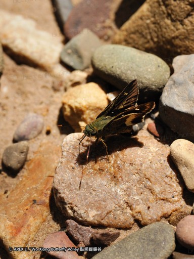 090825_ynyxg_b1.jpg