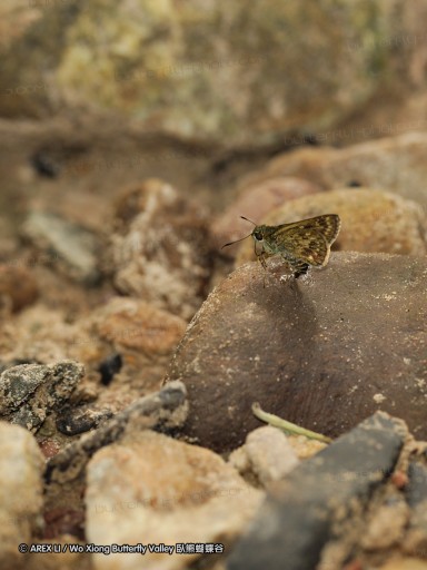 090825_ynyxg_c2.jpg