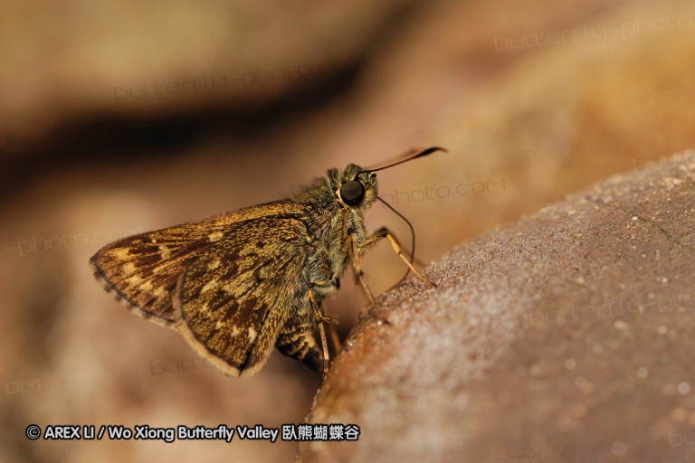090825_ynyxg_c3.jpg