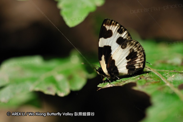 090827_ynslgy_19.jpg