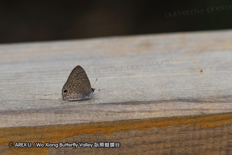 090827_ynslgy_26.jpg