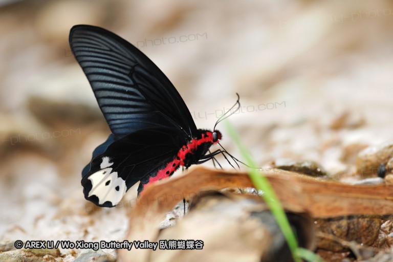 090827_ynslgy_45.jpg