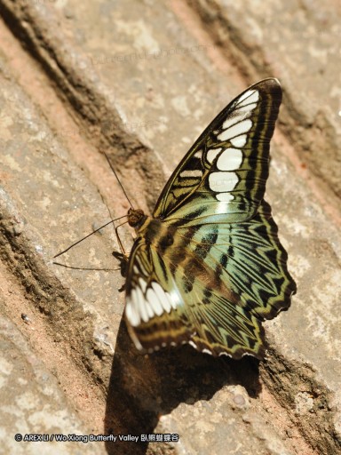 090829_ynrdyl_40.jpg