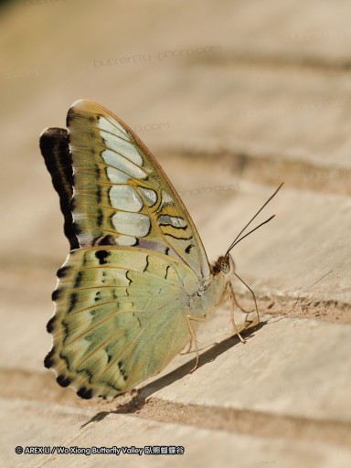 090829_ynrdyl_42.jpg