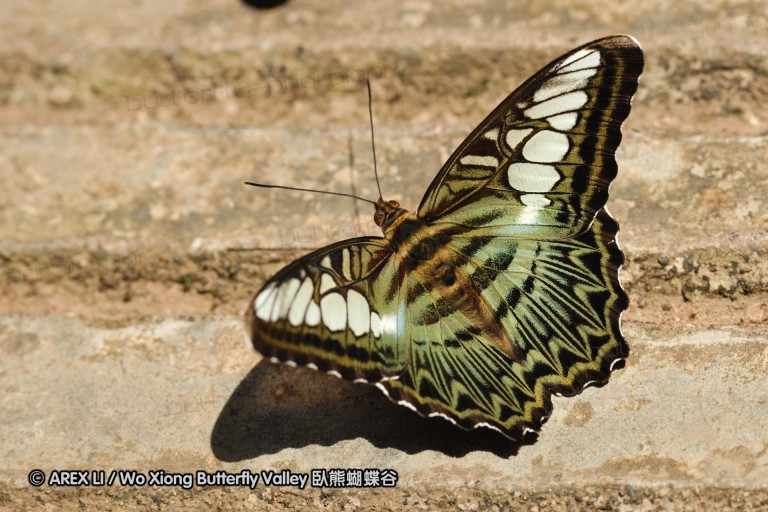 090829_ynrdyl_44.jpg