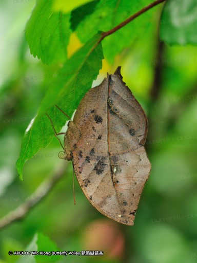 090830_ynyxg_23.jpg