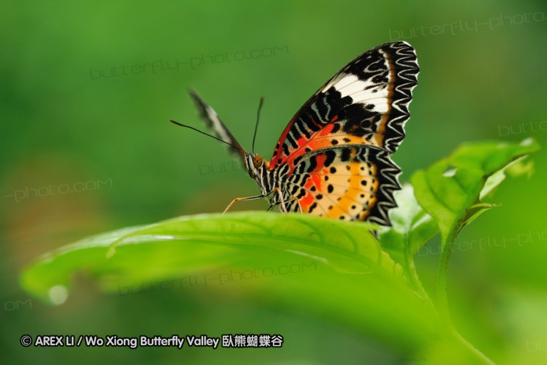 090830_ynyxg_30.jpg