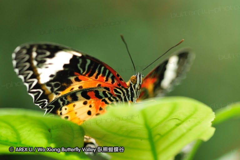 090830_ynyxg_32.jpg