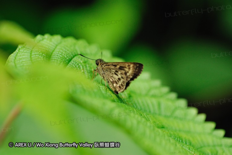 090830_ynyxg_47.jpg