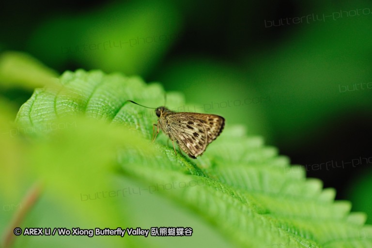 090830_ynyxg_48.jpg