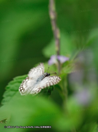 091027_alinahui_065.jpg
