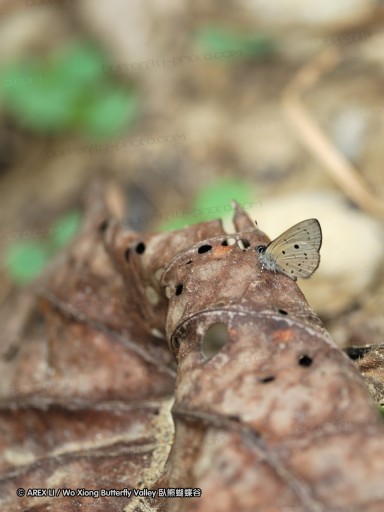 100403_sabah_013.jpg