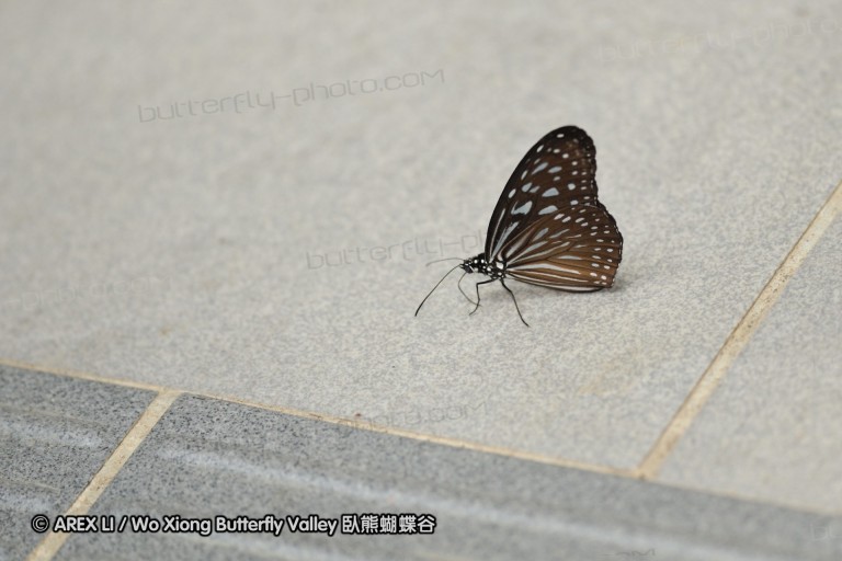 100403_sabah_017.jpg
