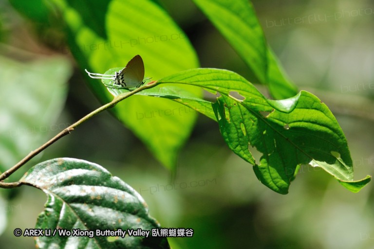 100403_sabah_031.jpg