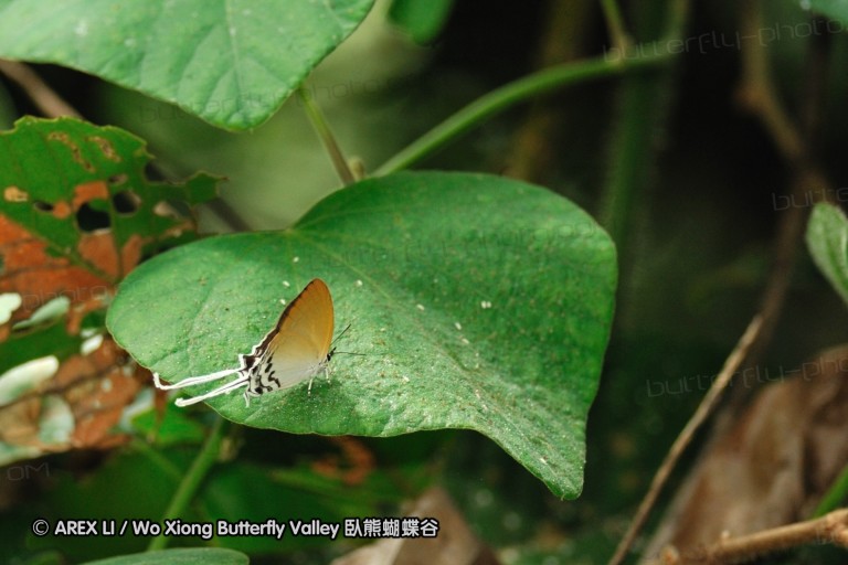 100403_sabah_032.jpg