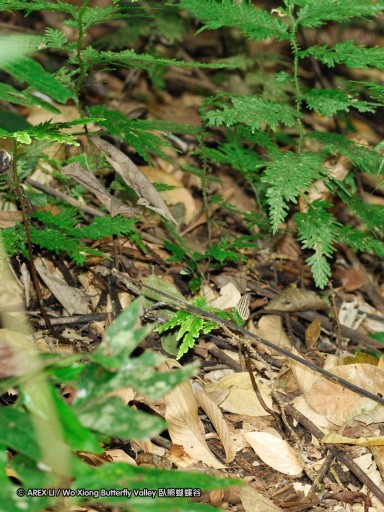 100403_sabah_039.jpg