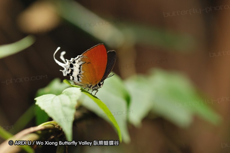 100403_sabah_048.jpg