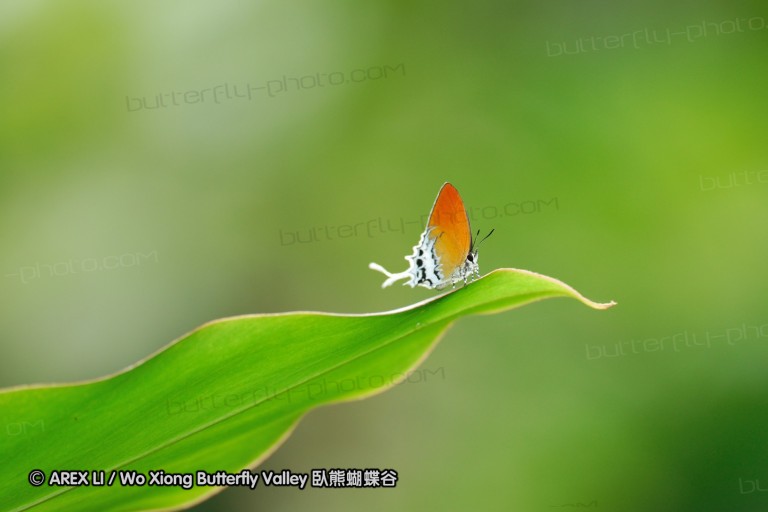 100403_sabah_049.jpg
