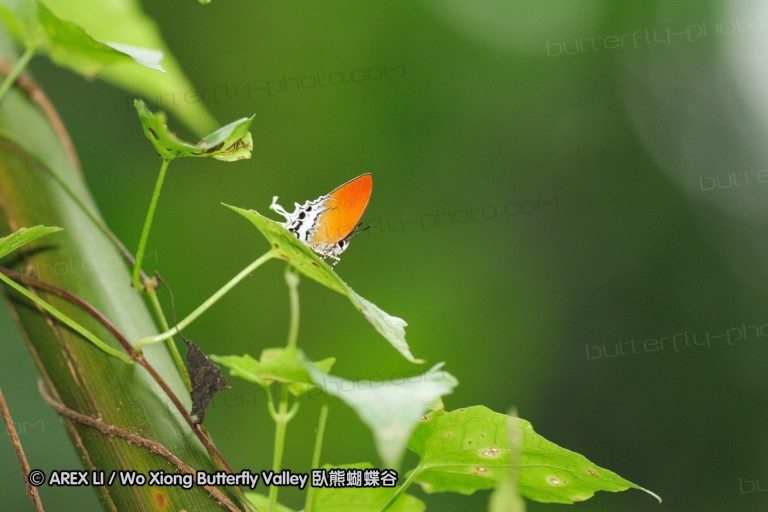 100403_sabah_050.jpg