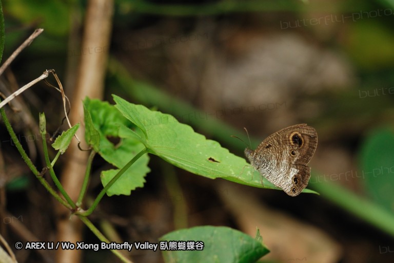 100403_sabah_053.jpg