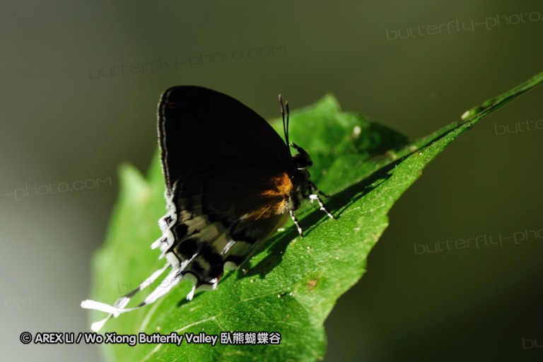 100403_sabah_058.jpg