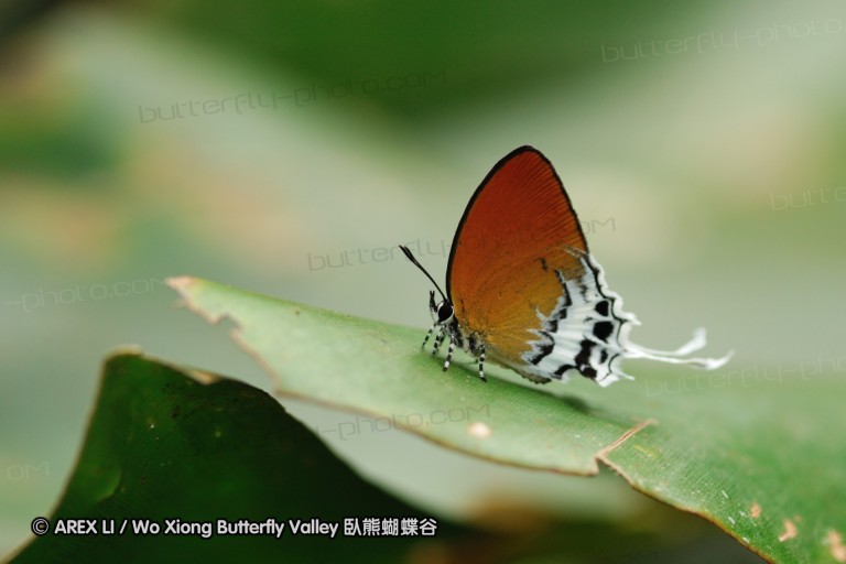100403_sabah_060.jpg
