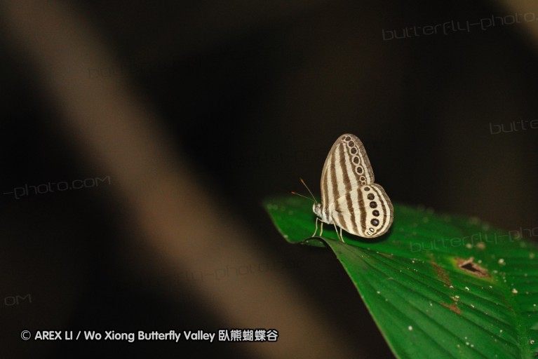 100403_sabah_063.jpg