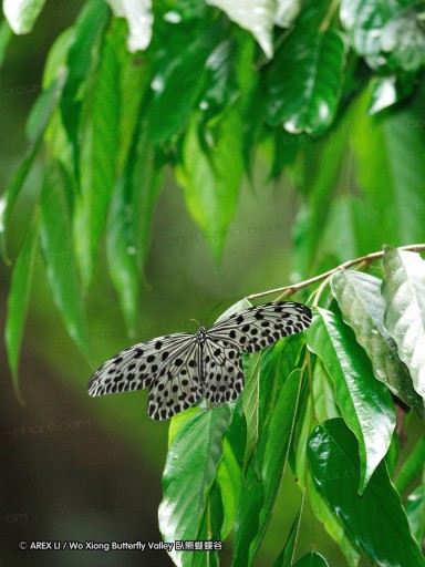 100403_sabah_065.jpg