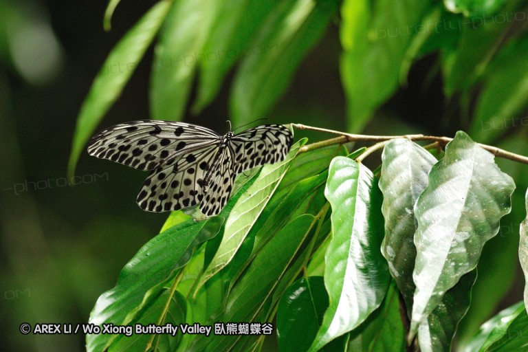100403_sabah_067.jpg