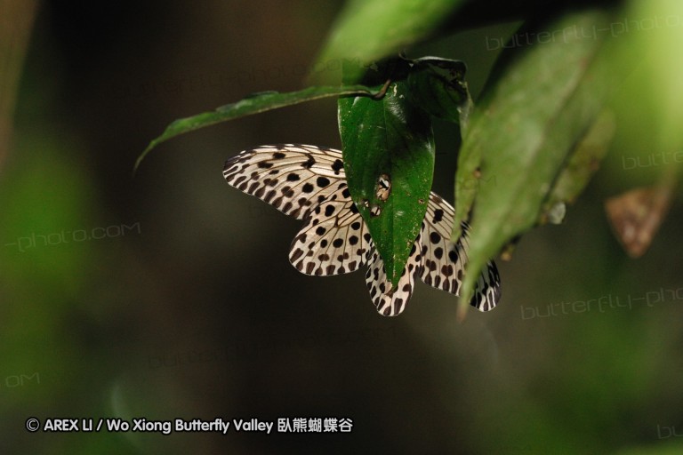 100403_sabah_068.jpg