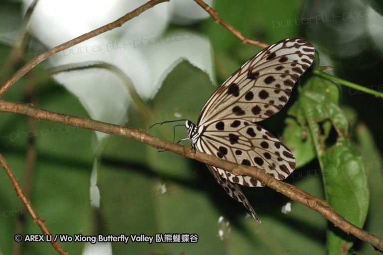 100403_sabah_069.jpg